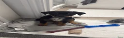 Mixed Breed dogs for sale: Creed - German shepmatian x Rottweiler puppy - Advert 1