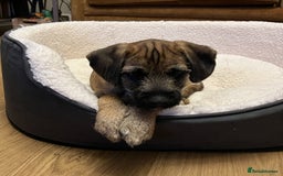 Border Terrier dogs for sale: Cross Border Terrier - 21 weeks old - Advert 4