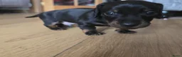 Miniature Dachshund dogs for sale: Beautiful mini dashunds - Advert 6