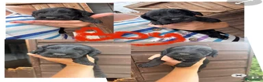 Cockapoo 3