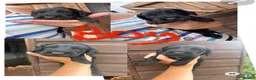 Cockapoo dogs for sale: Cockapoo puppies  - Advert 12