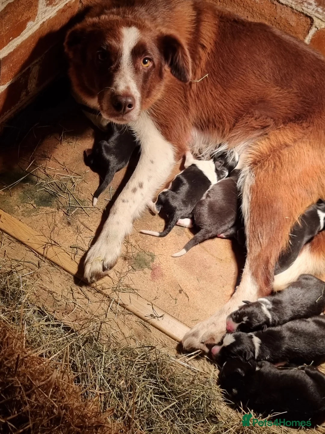 Border Collie dogs for sale: 🐾 Border Collie Pups - 1 Boy Available 🐾 - Advert 4