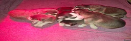 Pomsky dogs for sale: Litter of 6 Pomsky puppies - Advert 11