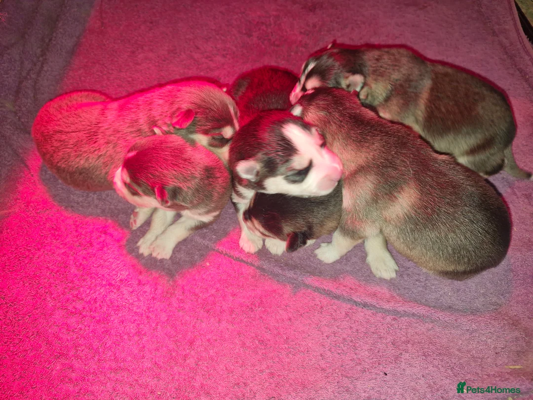 Pomsky dogs for sale: Litter of 6 Pomsky puppies - Advert 11