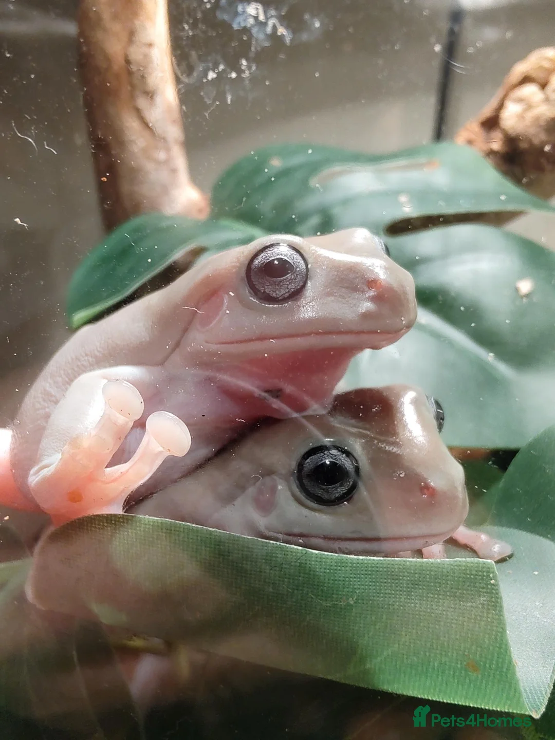 Frog reptiles for sale: Two green tree frogs with enclosure and lamp in Holywood - Advert 11