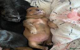 Mixed Breed dogs for sale: Dachshund cross Patterdale - Image 27