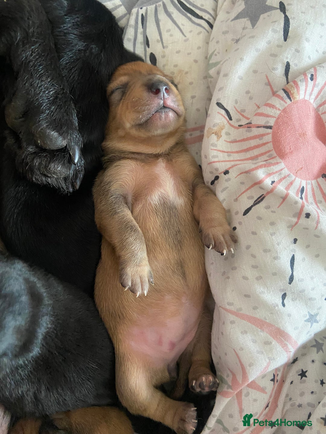 Mixed Breed dogs for sale: Dachshund cross Patterdale - Image 27