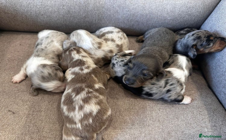 Miniature Dachshund dogs - Advert 4