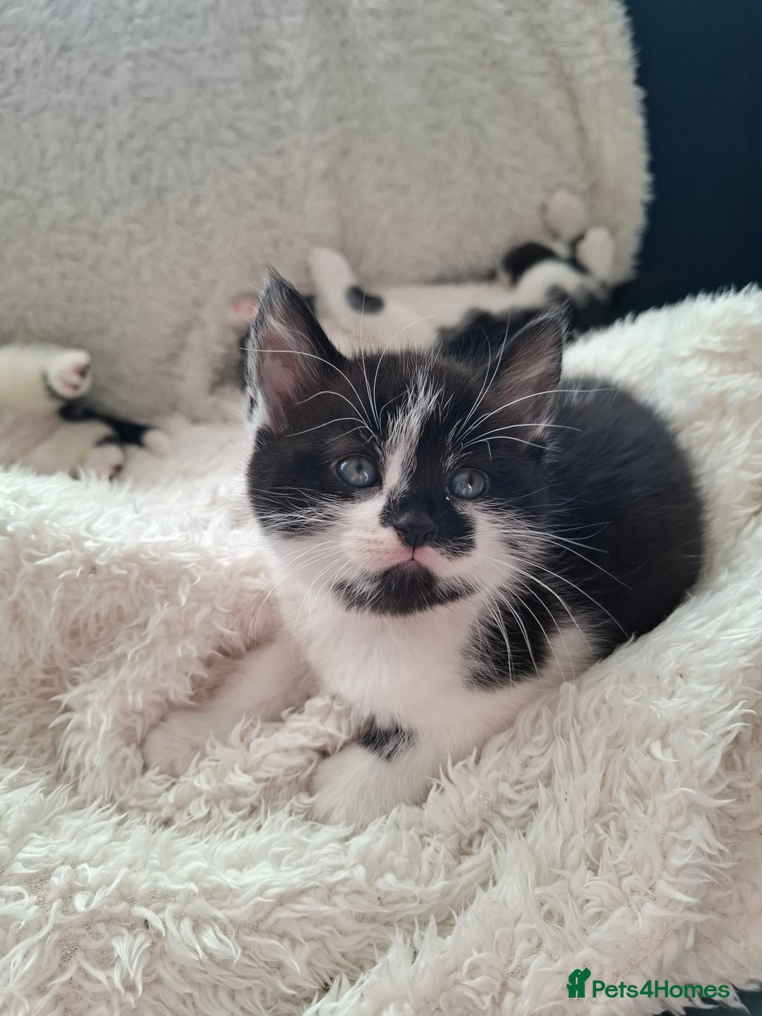 Mixed Breed cats for sale: Tabby/British short hair - Advert 21