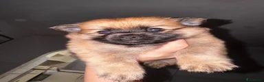 Pomeranian 5