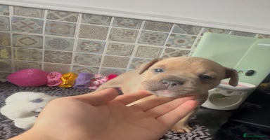 Mixed Breed dogs - Advert 4