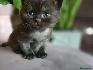 British Shorthair cats Beautiful kittens looking forever home 🏡 😍 - Advert 11