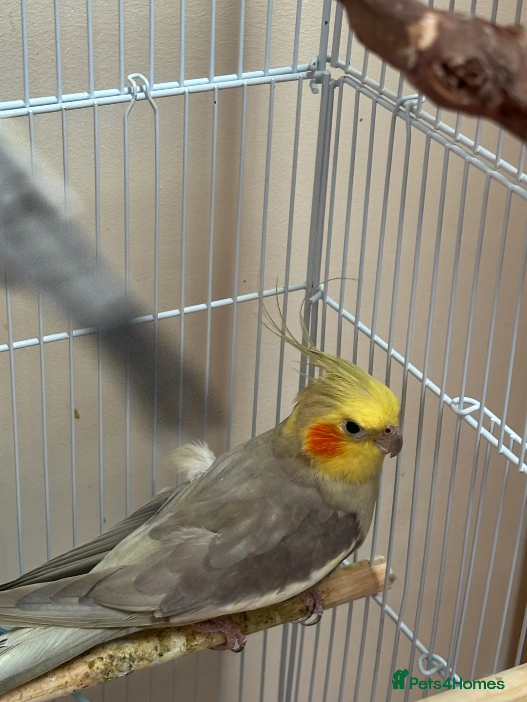 Cockatiels birds for sale: Birds for sale in Gateshead - Advert 3