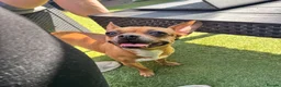 Mixed Breed dogs for sale: Beautiful Nala 5yo Chihuahua X French Bulldog - Advert 4