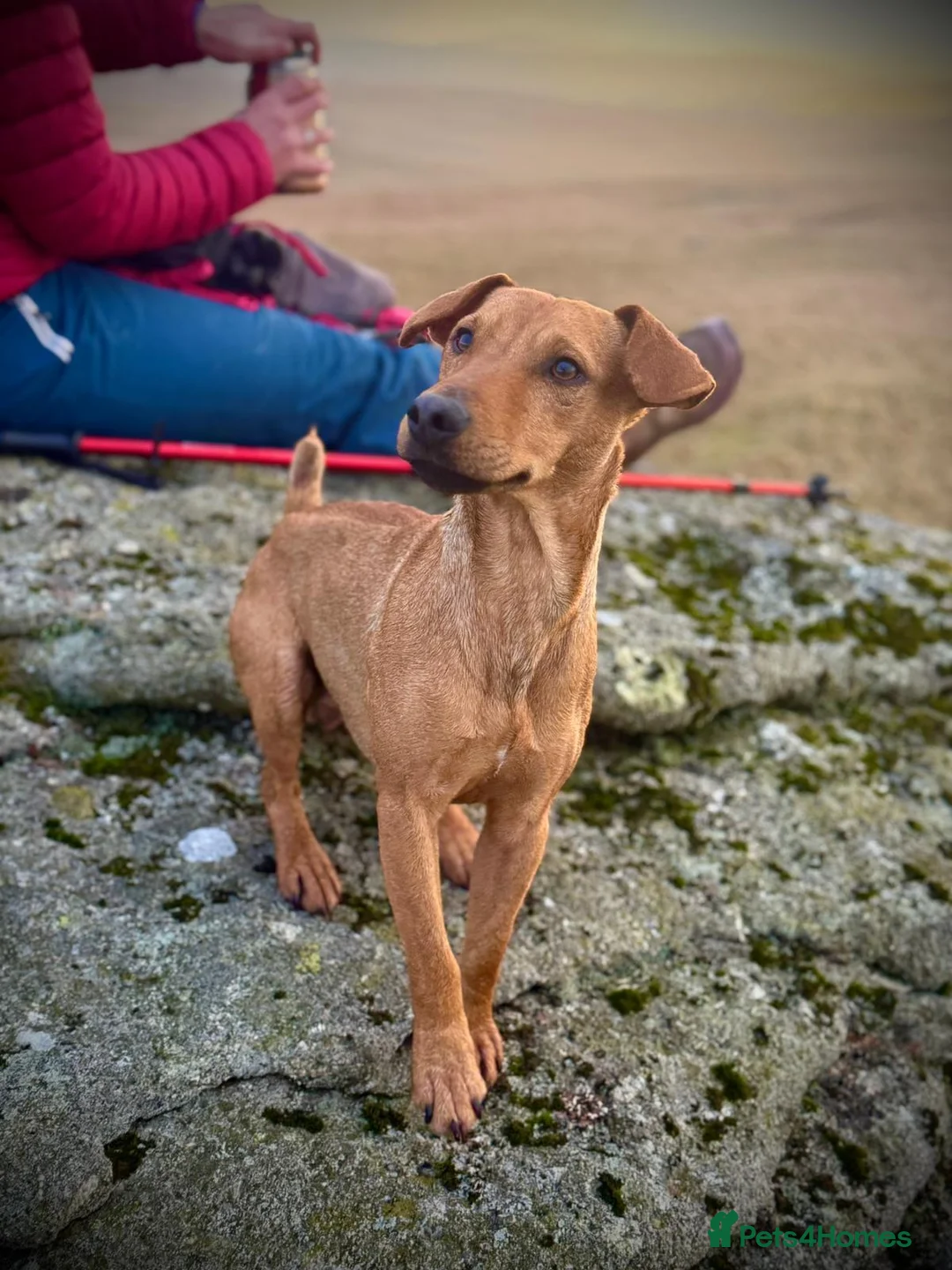 Patterdale Terrier dogs for stud: Outstanding Red Grizzle-Patterdale Stud - Advert 3