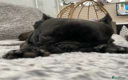 French Bulldog dogs for stud: 5 Generation Pedigree papers - Image 7