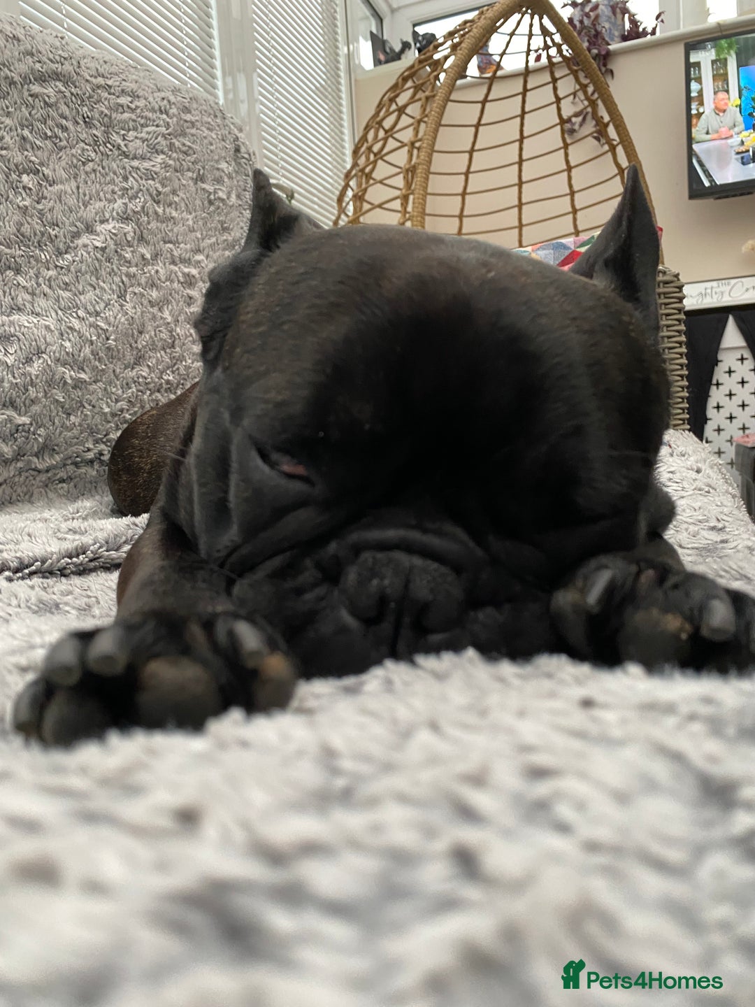 French Bulldog dogs for stud: 5 Generation Pedigree papers - Image 7