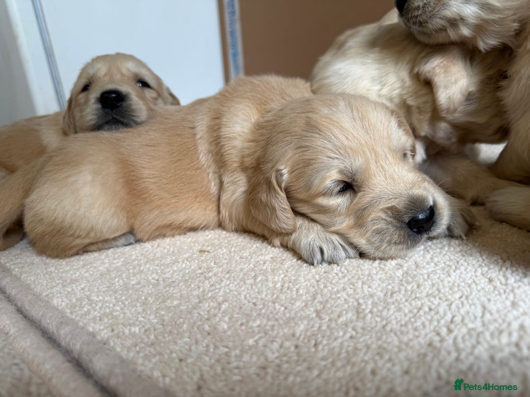 Golden Retriever dogs for sale: Stunning KC Registered Golden Retriever Puppies - Image 7