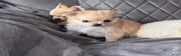 Chihuahua dogs for sale: gorgeous puppies in hull - Advert 9