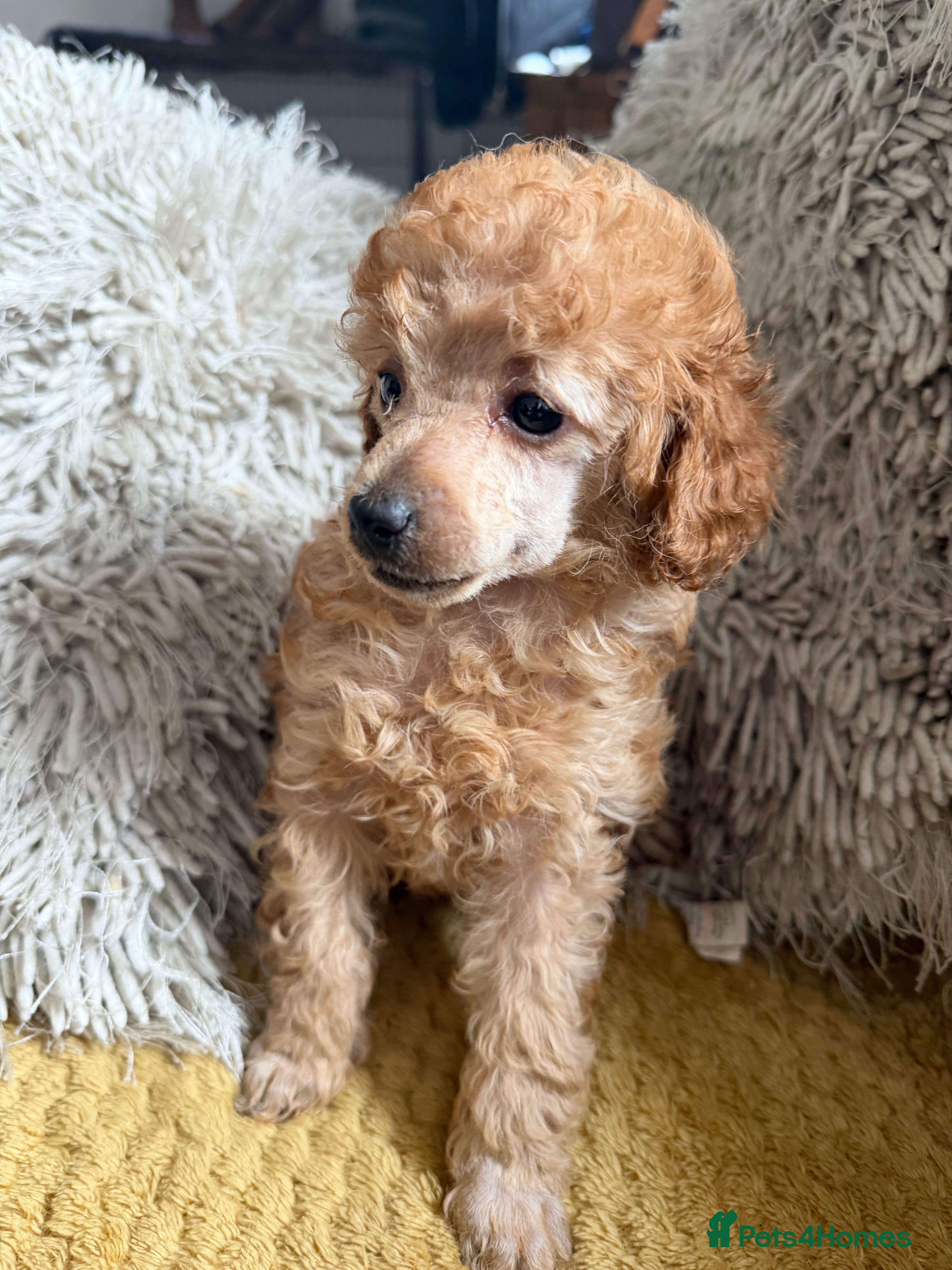 Toy Poodle dogs Toy poodle pups  - Advert 1