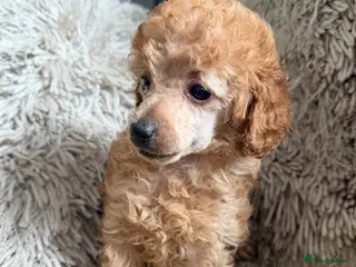 Toy Poodle dogs Toy poodle pups - Advert 1