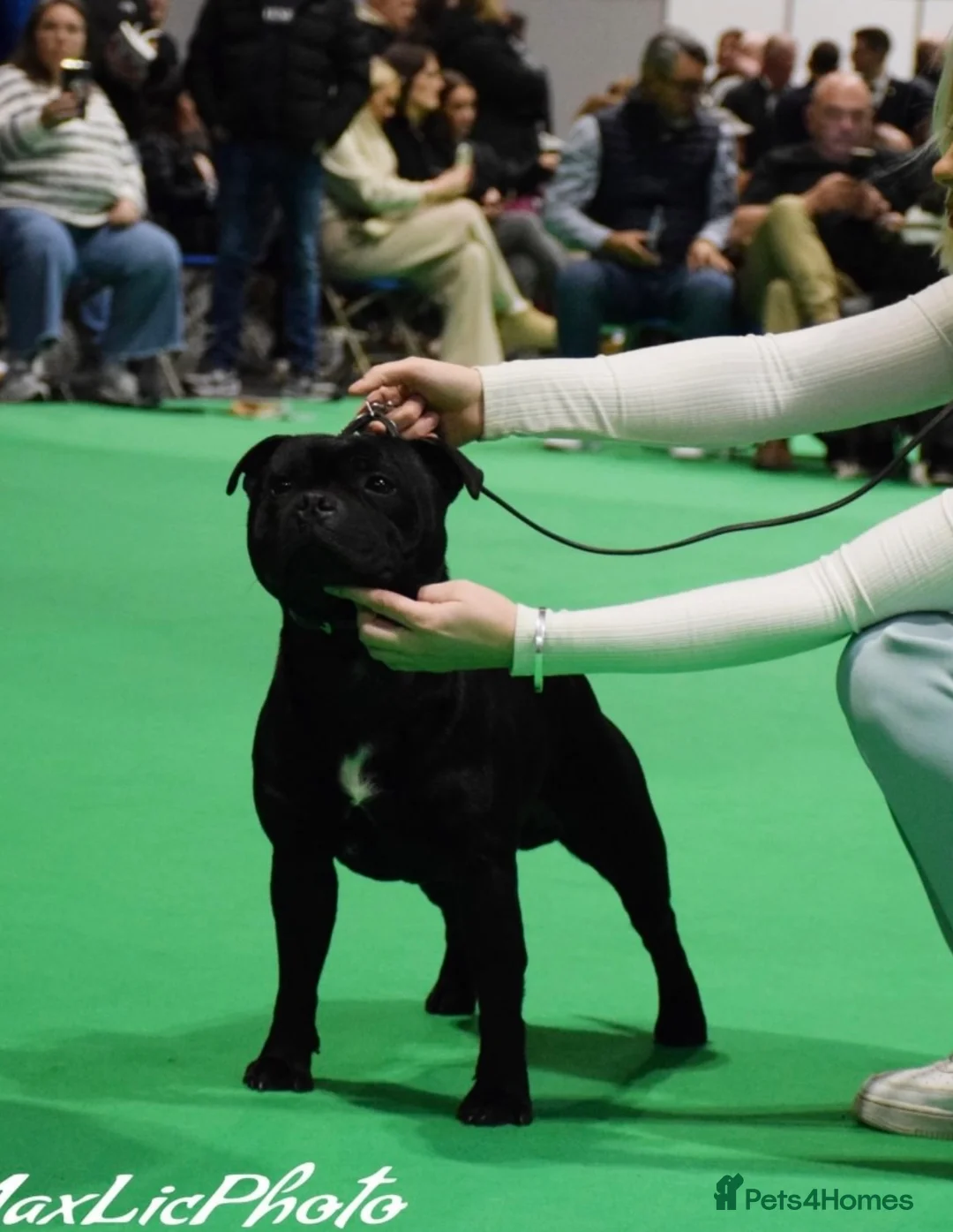 Staffordshire Bull Terrier dogs for stud: THE ONLY VALGLO STUD- VALGLO TOP GUN -BLUE CARRIER in Dudley - Advert 9