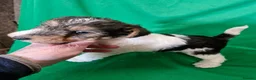 Fox Terrier dogs for sale: 3 little foxie girls - Advert 4
