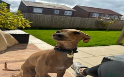 Italian Greyhound dogs for stud:   STUD DOG.  PROVEN ITALIAN GREYHOUND  in Goole - Image 16