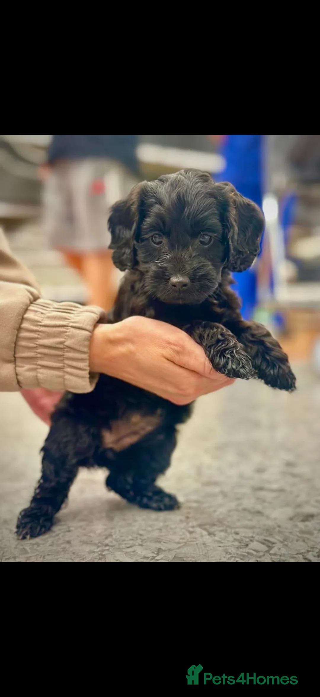 Cockapoo dogs for sale: Cockapoos in Barnstaple - Advert 4