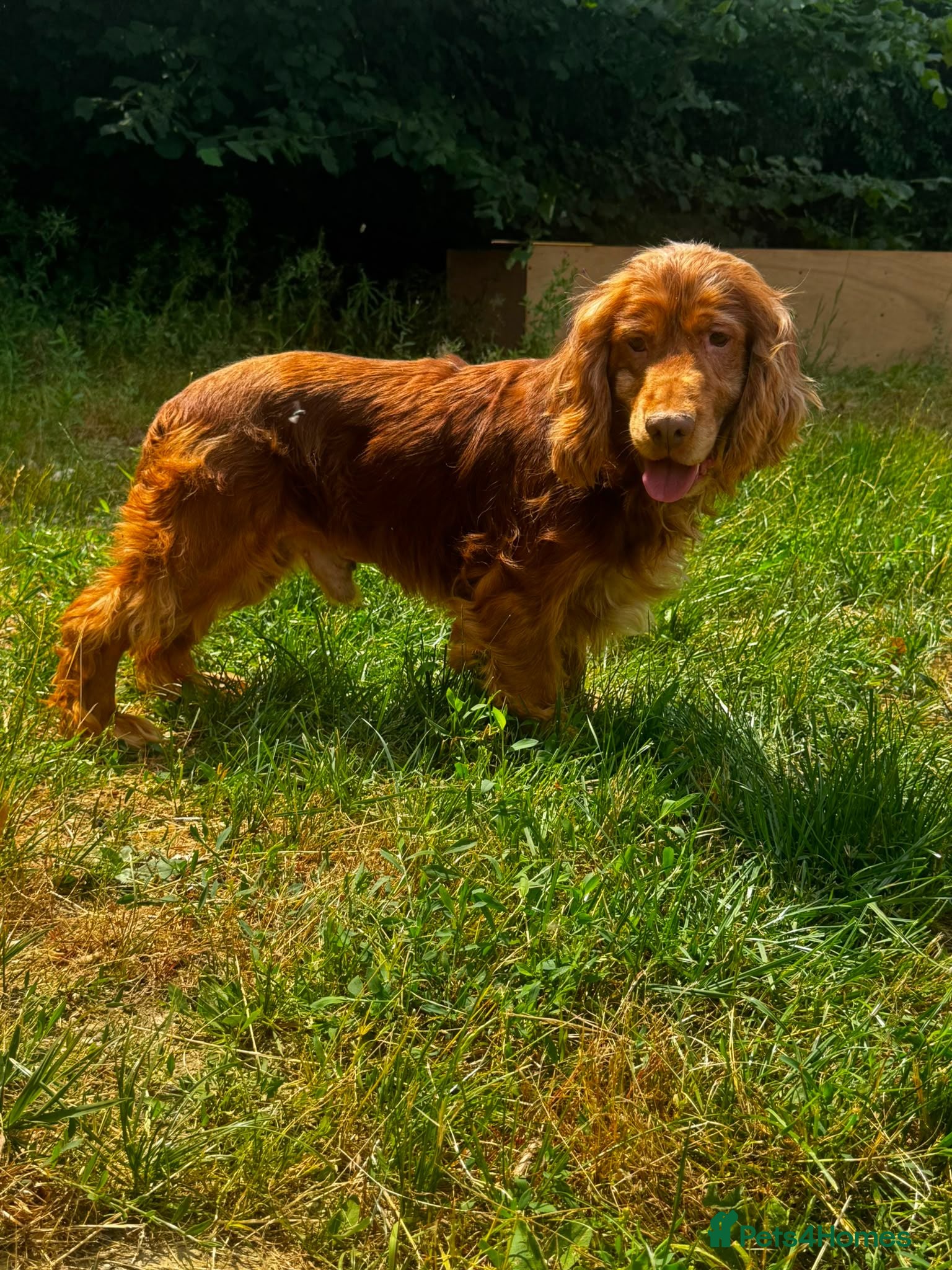Cocker Spaniel dogs Cocker spaniel for stud - Advert 1