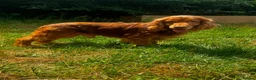 Cocker Spaniel dogs for stud: Cocker spaniel for stud - Advert 1