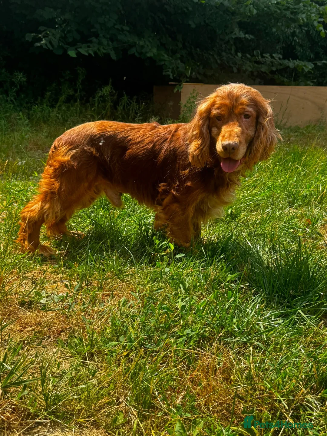 Cocker Spaniel dogs for stud: Cocker spaniel for stud - Advert 1