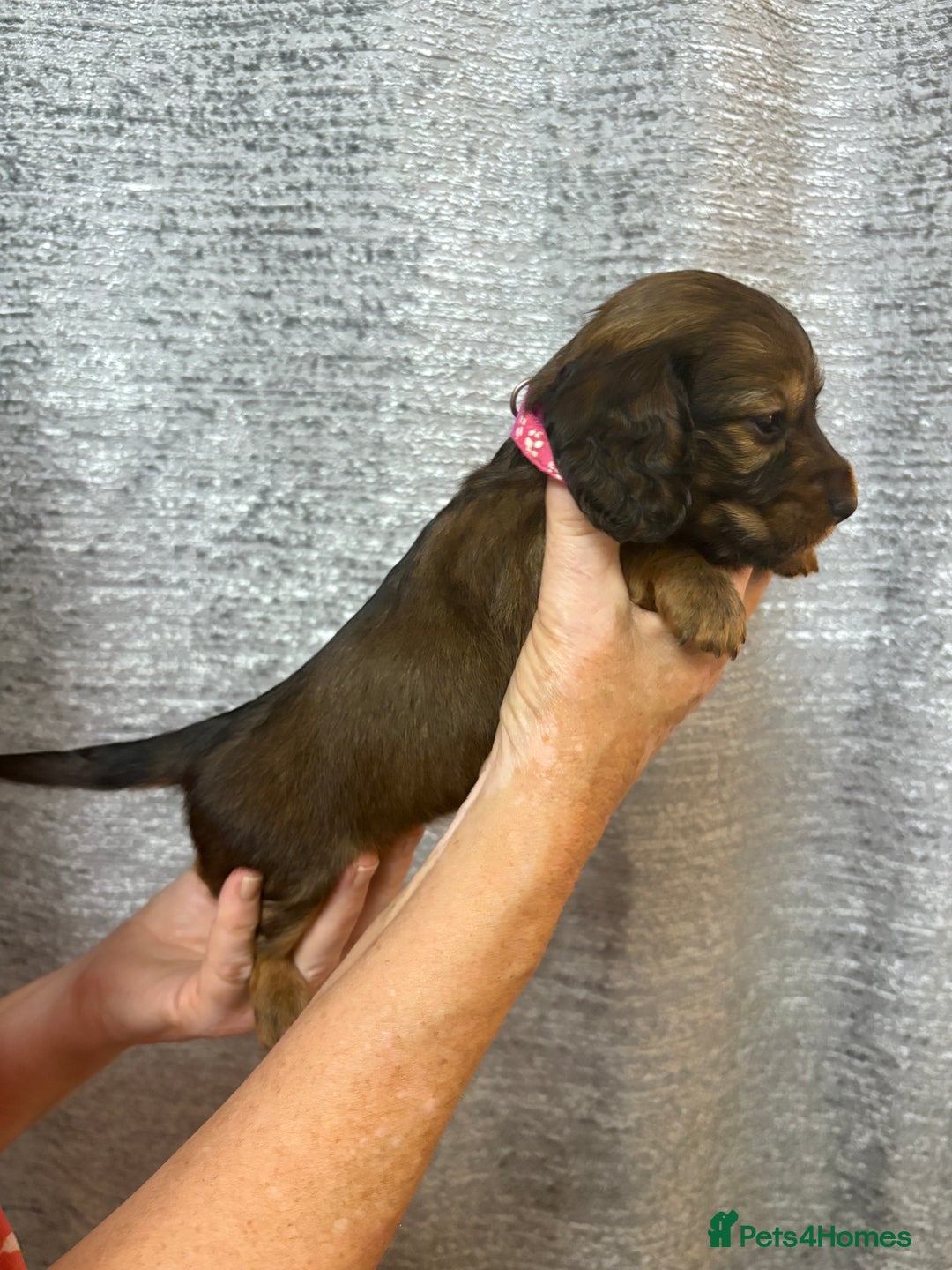Miniature Dachshund dogs for sale: Amazing Champ Bloodlines Mini Dachshunds ✨ - Image 16