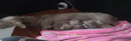 Miniature Dachshund dogs for sale: 3 Isabella Dachshund female puppies in Mansfield - Advert 14