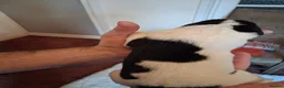 Newfoundland dogs for sale: Landseer Newfoundland Puppies - Advert 21