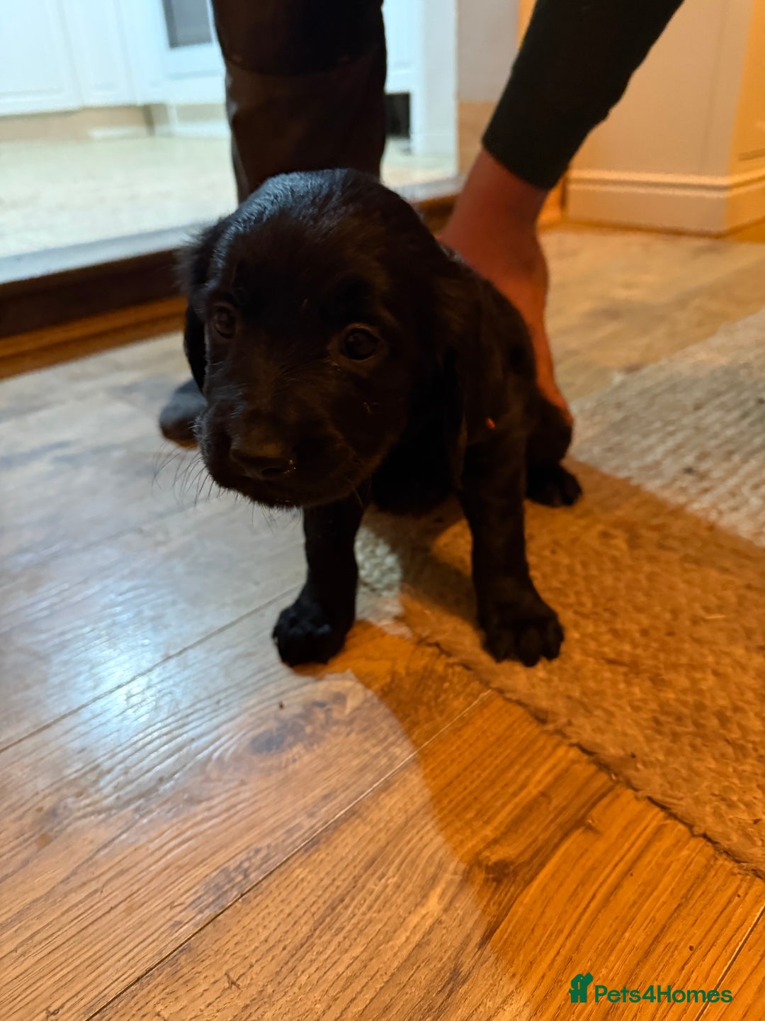 Mixed Breed dogs for sale: Golden Retriever cross Sprollies - Advert 14