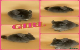 Chinchilla rodents for sale: Baby chinchillas  - Advert 6