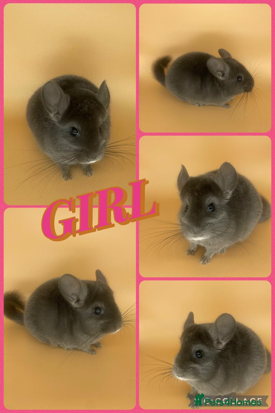 Chinchilla rodents for sale: Baby chinchillas  - Advert 6