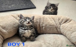 Maine Coon cats for sale: Adorable kittens Maine Coon mixed  - Image 4
