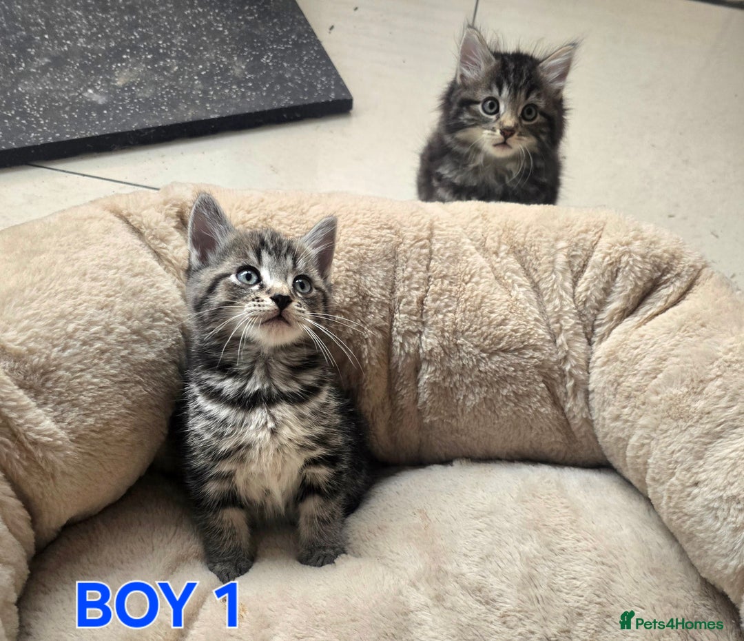 Maine Coon cats for sale: Adorable kittens Maine Coon mixed  - Image 4