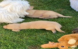 Miniature Dachshund dogs for sale: English Cream Mini Long Haired Dachshund  - Image 20