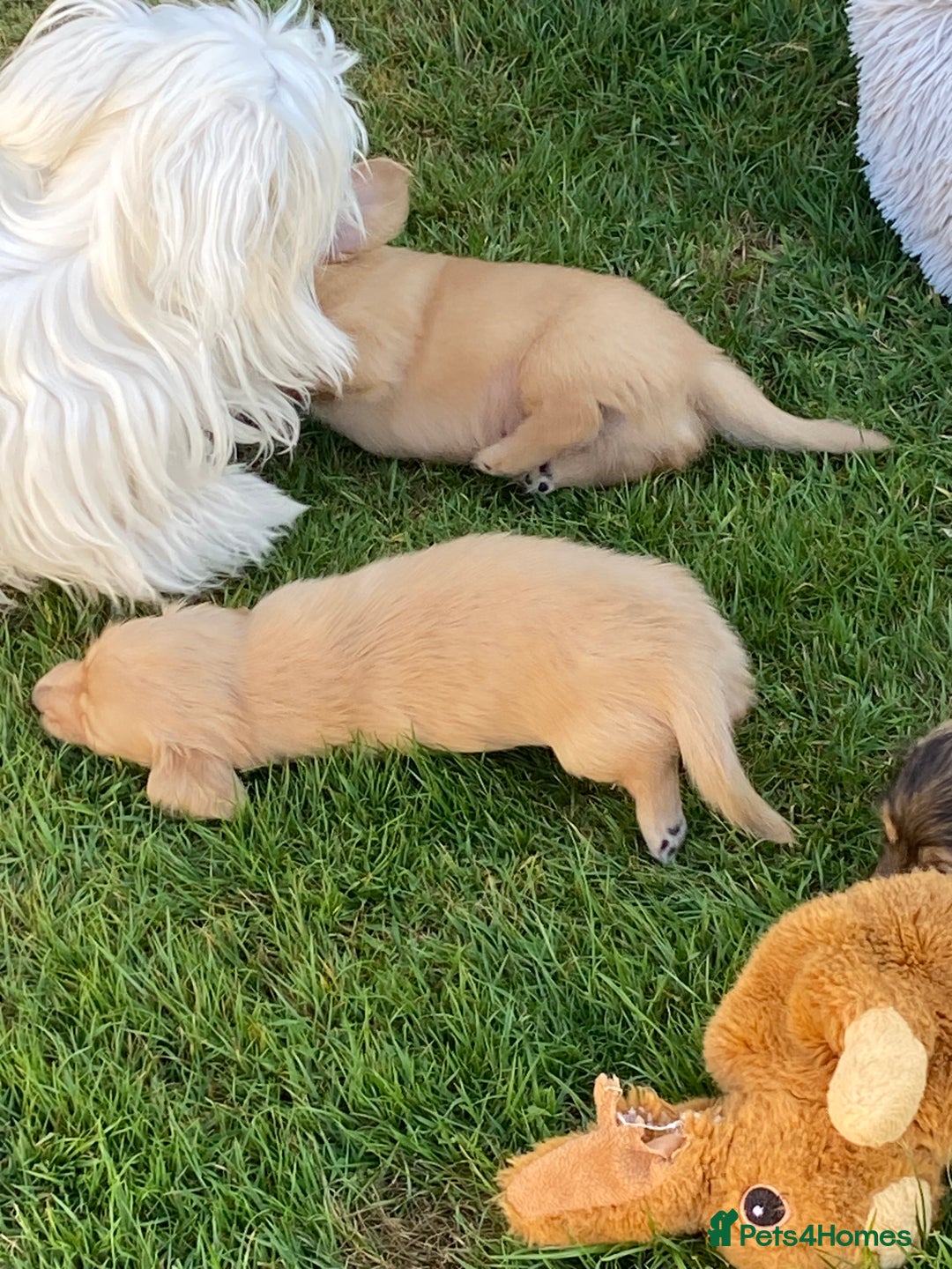 Miniature Dachshund dogs for sale: English Cream Mini Long Haired Dachshund  - Image 20