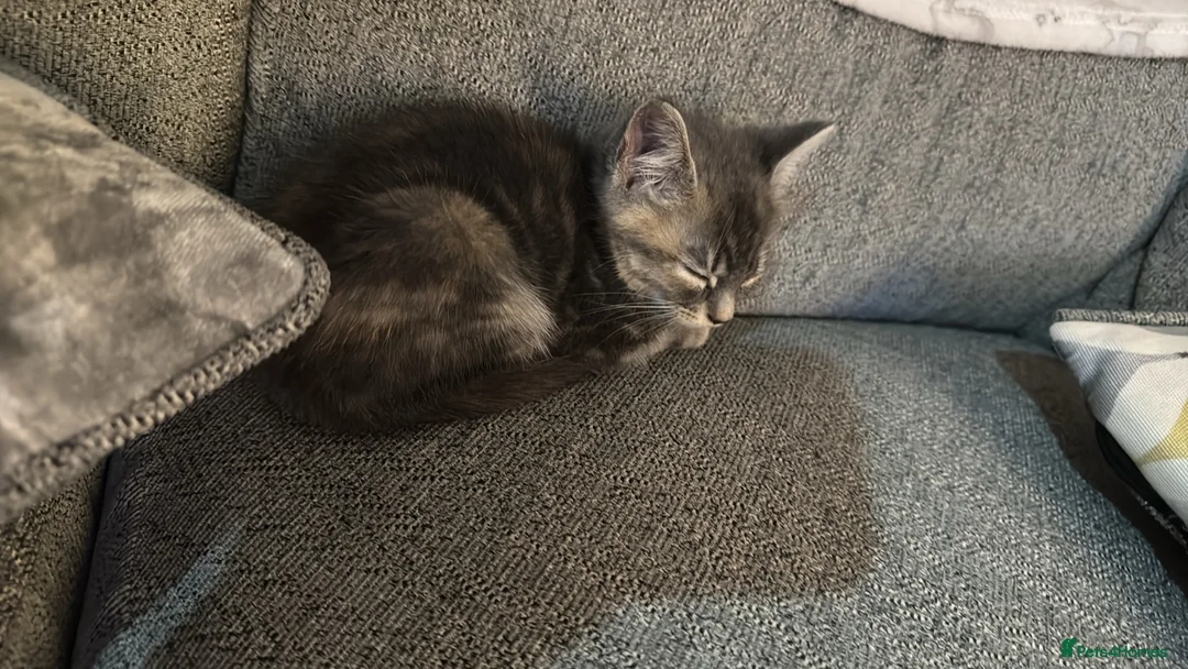 Mixed Breed cats for sale: 9 week old female  - Advert 5