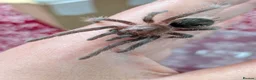 Tarantulas invertebrates for sale: Various Tarantulas (read description)  - Advert 6