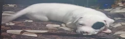 Mixed Breed dogs for sale: Beautiful cross breed pups  in Liverpool - Advert 8