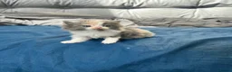 Mixed Breed cats for sale: £400 persian tortoiseshell kittens - Advert 12