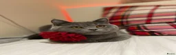 British Shorthair cats for sale: 2 BSH’s for rehoming - Must stay together! in Northampton - Advert 2