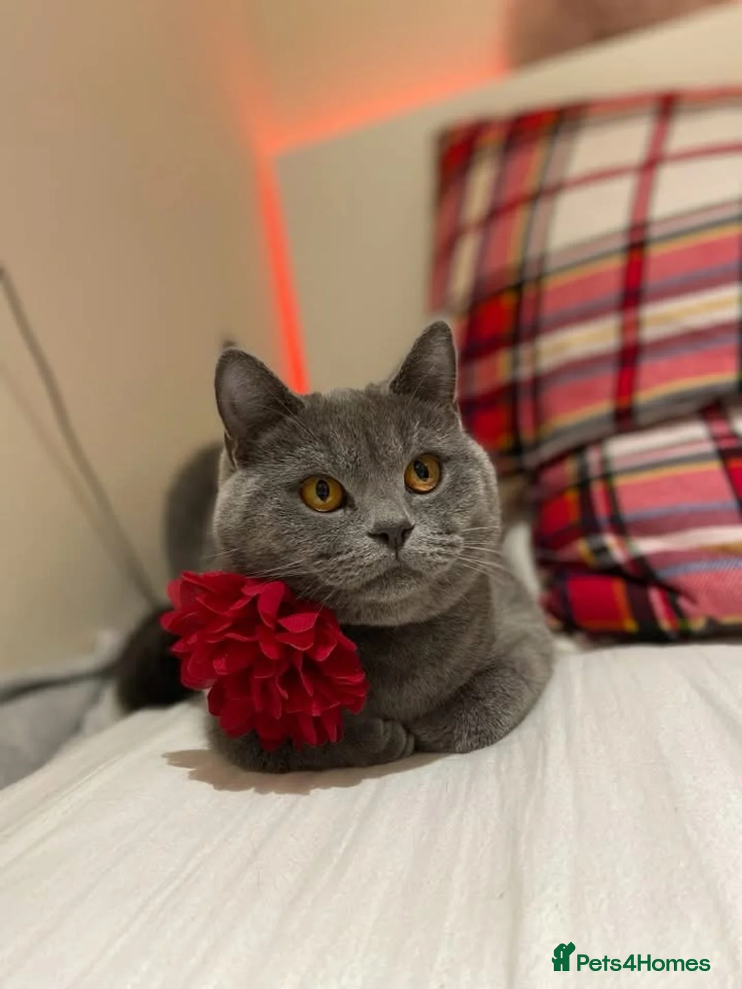 British Shorthair cats for sale: 2 BSH’s for rehoming - Must stay together! in Northampton - Advert 2