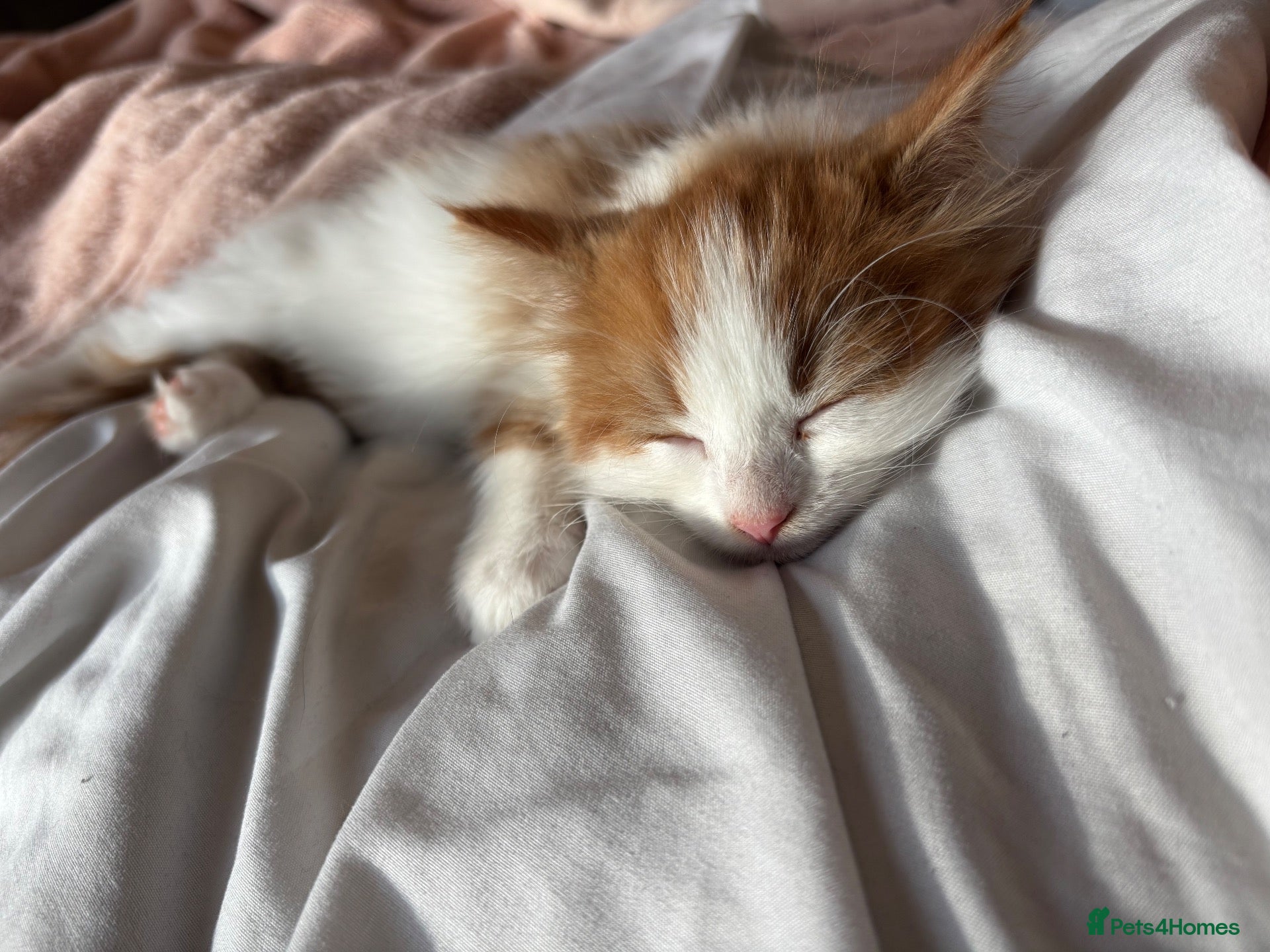 British Longhair cats for sale: 8 week old male kitten - Advert 4