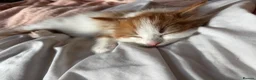 British Longhair cats for sale: 8 week old male kitten in Cambridge - Advert 1